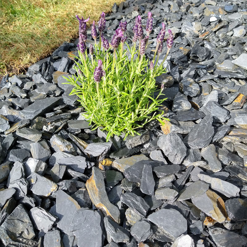 Purple flowering plant surrounded by Welsh slate chippings